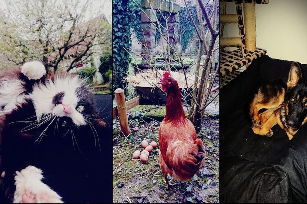 Gite Aux Sources D'Alsace Soultzmatt Dış mekan fotoğraf
